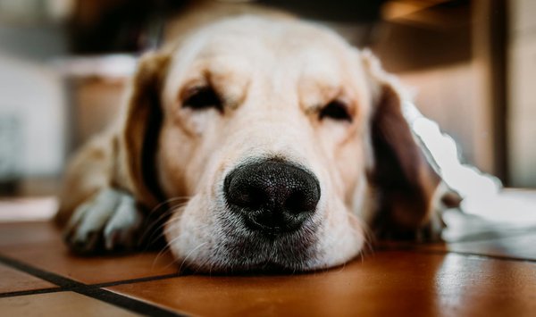 Couchages orthopédiques pour chiens : tout ce qu'il faut savoir