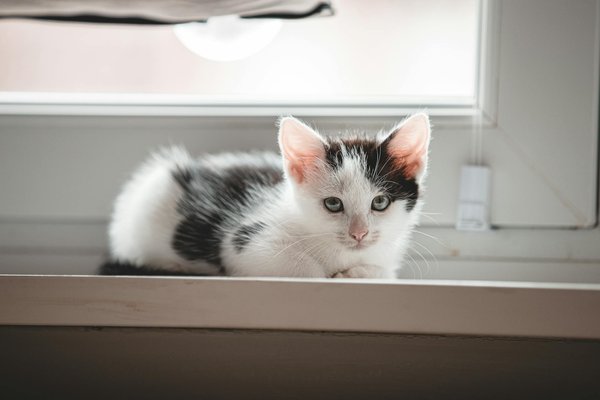 L'importance d'un régime alimentaire équilibré pour votre chat